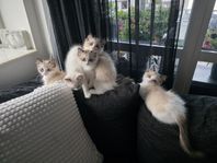 kattungar ragdoll