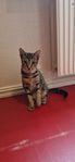 Underbar ocicat kattunge 1 kvar 