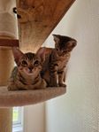 2 charmtroll ocicat kattungar 