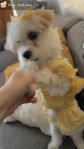 bichon maltes valp