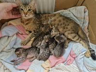 5 söta ocicat kattungar