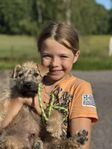 Irish softcoated wheaten terrier valp
