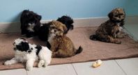 Shih Tzu valpar