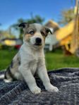 Merle Aussie valpar Leveransklara