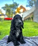 Leveransklara Cocker spaniel valpar