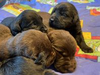 Labrador valpar registrerade i SKK