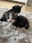 Kattungen Sven-Ivar