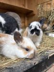 Kaninungar - fransk vädur och New Zeeland white  