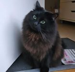 vackra katt hanar