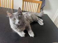 Huskatt