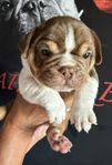 Fransk Bulldog Sv födda