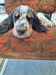 Leveransklar Engelsk Springer Spaniel hane 