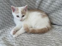 Kattunge vit o creme hona - leveransklar