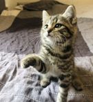 Söta keliga kattungar 