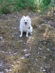 Liten trevlig tik