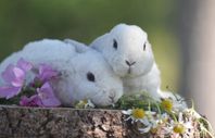 mini lop , dvärgvädur rex