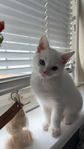 kattunge