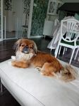 Pekingnese tik