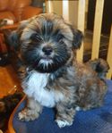 Lhasa apso valpar