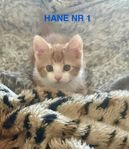 jättefina kattungar finns här!!