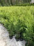 50 kr . 100-125 cm Brabant thuja .