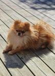 Pomeranian