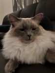 Ragdoll hankatt 