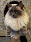 Ragdoll hankatt 