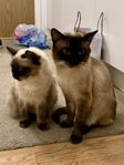 Ragdoll/Siam