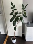 Gummifikus i självbevattningskruka 175 cm.
