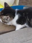 Kattungar