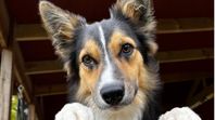 Border Collie Valpar (renrasiga med stamtavlor)