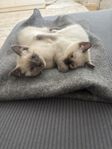 Siemens/Ragdoll kattungar 