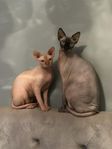 Omplacering två sphynx killar