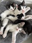 Supersöta och sociala kattungar 