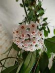 Porslinsblomma/Hoya