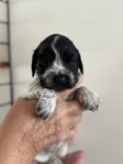 Engelsk Cockerspaniel