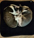 omplacering två Cornish rex killar