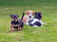 Jack Russellvalpar