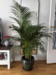 Guldpalm