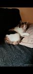 katt