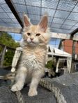 Maine coon hona med stamtavla 