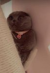 Katt för omplacering!