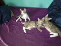 3 kattungar; 2 pojkar + en flicka; blandras