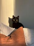 Honkatt