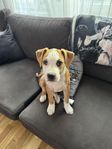 Amstaff/engelsk staffe