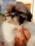 Shih-Tzu tikvalp leveransklar