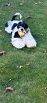 amerikansk cockerspaniel 