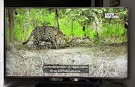 Samsung 65” 4K UHD Smart TV
