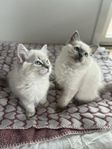 Leveransklara ragdoll kattungar 